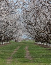 How to experience apricot blossoms in Armenia